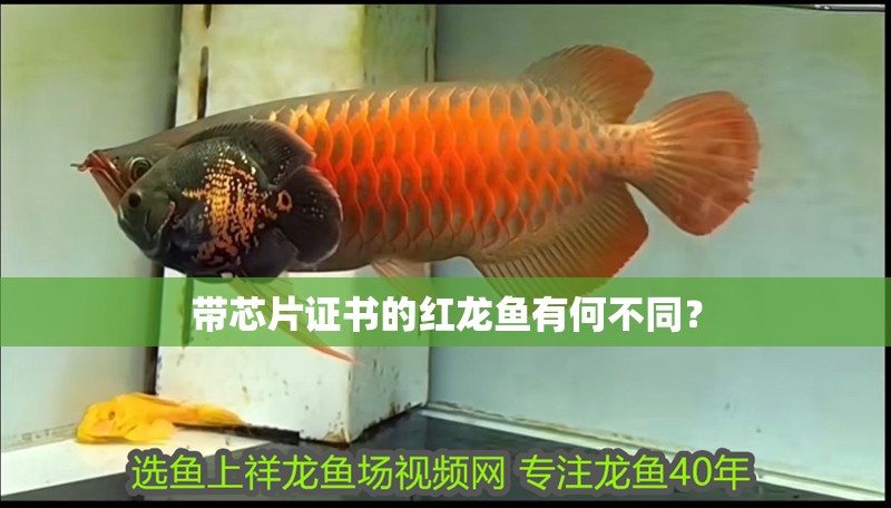 帶芯片證書的紅龍魚有何不同？