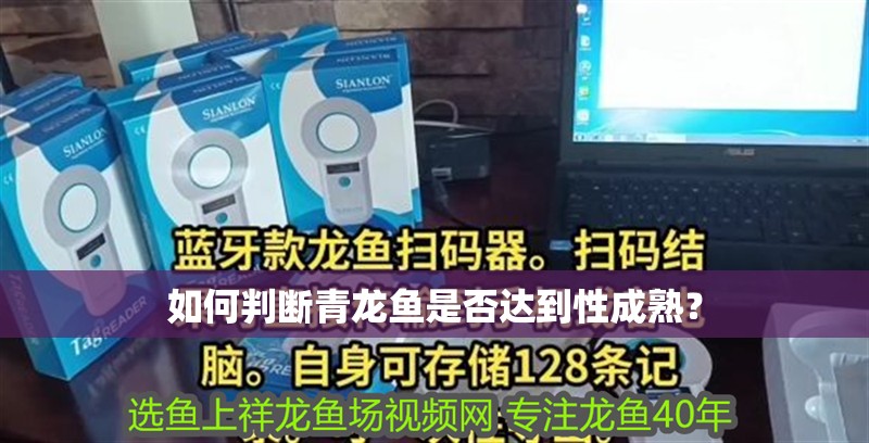 如何判斷青龍魚是否達(dá)到性成熟？