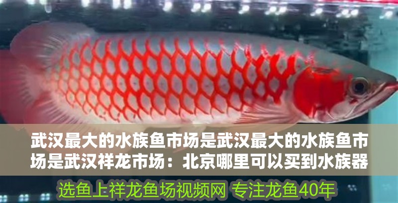 武漢最大的水族魚市場(chǎng)是武漢最大的水族魚市場(chǎng)是武漢祥龍市場(chǎng)：北京哪里可以買到<strong><mark>水族器材</mark></strong>？