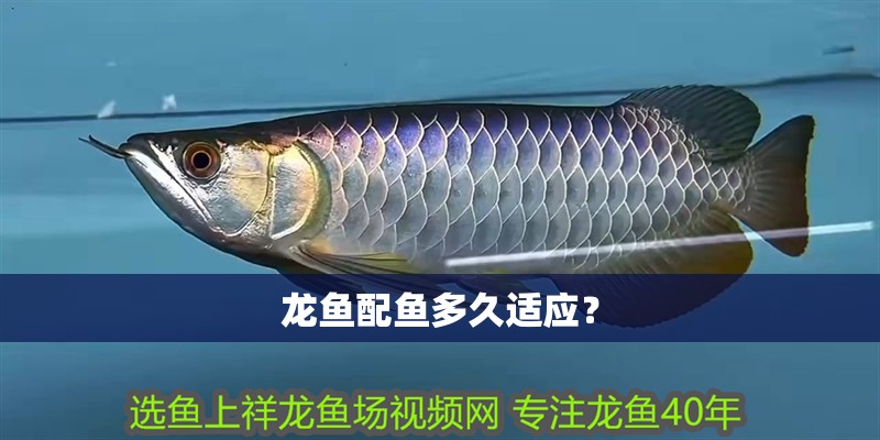 龍魚配魚多久適應？ 龍魚配魚多久適應？ 龍魚論壇