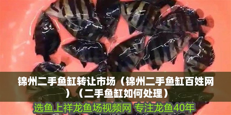 錦州二手魚缸轉(zhuǎn)讓市場(chǎng)（錦州二手魚缸百姓網(wǎng)）（二手魚缸如何處理） 錦州二手魚缸轉(zhuǎn)讓市場(chǎng)（錦州二手魚缸百姓網(wǎng)）（二手魚缸如何處理） 魚缸百科