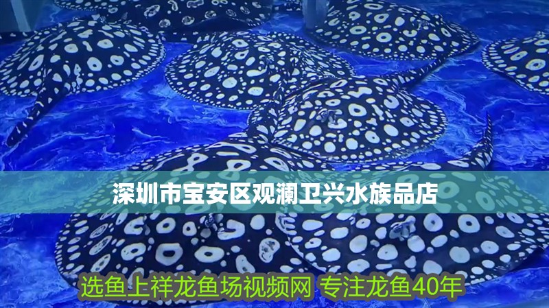 <strong><mark>深圳</mark></strong>市寶安區觀瀾衛興水族品店