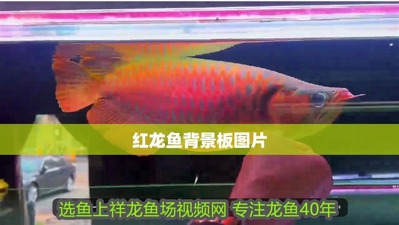紅龍魚背景板圖片
