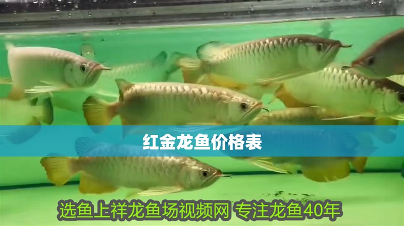 紅金龍魚價格表