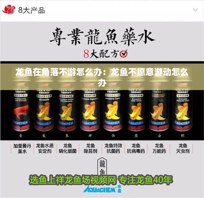 龍魚在角落不游怎么辦：龍魚不愿意游動怎么辦