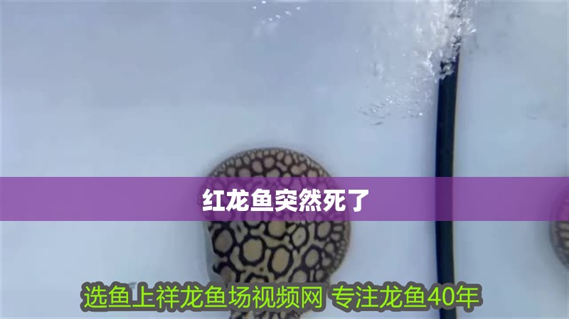 魚缸用增氧泵價格是多少:魚缸增氧機-xtrac增氧機-xtrac增氧機 紅龍魚突然死了 龍魚論壇 紅龍魚突然死了 紅龍魚突然死了 龍魚論壇