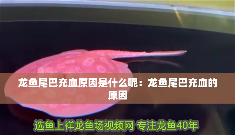 龍魚尾巴充血原因是什么呢：龍魚尾巴充血的原因 龍魚尾巴充血原因是什么呢：龍魚尾巴充血的原因 龍魚百科