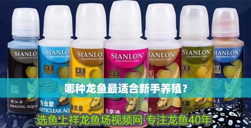 哪種龍魚最適合新手養殖？