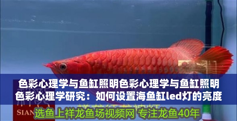色彩心理學與魚缸照明色彩心理學與魚缸照明色彩心理學研究：如何設置海魚缸led燈的亮度 色彩心理學與魚缸照明色彩心理學與魚缸照明色彩心理學研究：如何設置海魚缸led燈的亮度 魚缸百科