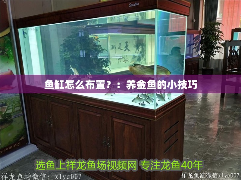 魚缸怎么布置？：養金魚的小技巧