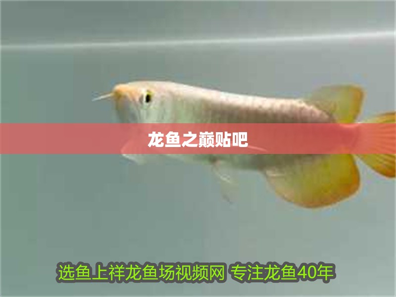 龍魚之巔貼吧