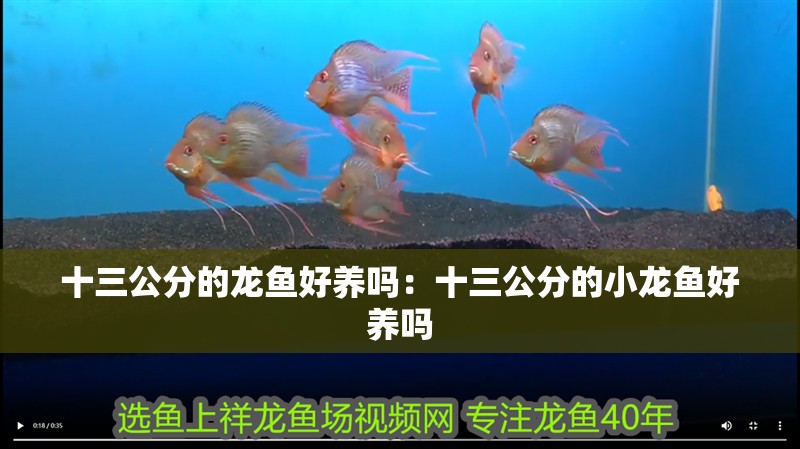 十三公分的龍魚好養嗎：十三公分的小龍魚好養嗎