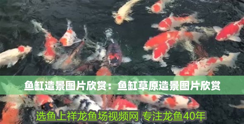 魚缸造景圖片欣賞：魚缸草原造景圖片欣賞