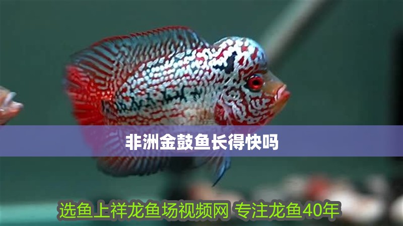 非洲金鼓魚長得快嗎