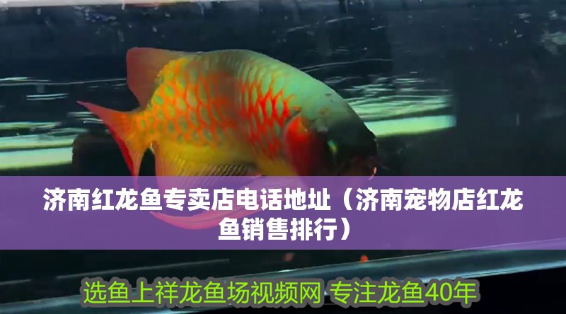 濟南紅龍魚專賣店電話地址（濟南寵物店紅龍魚銷售排行）