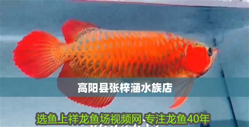 高陽縣張梓涵水族店 高陽縣張梓涵水族店 全國水族館企業名錄