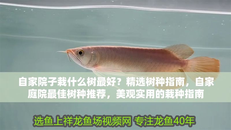 自家院子栽什么樹最好？精選樹種指南，自家庭院最佳樹種推薦，美觀實用的栽種指南