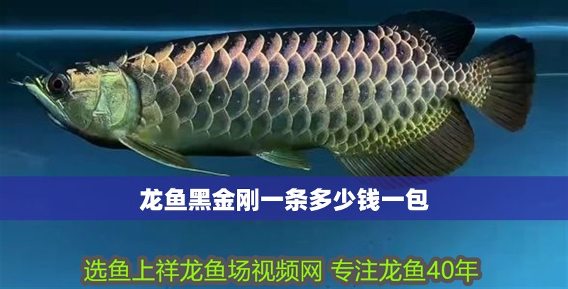 龍魚黑金剛一條多少錢一包