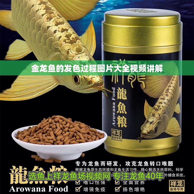 金龍魚的發(fā)色過程圖片大全視頻講解