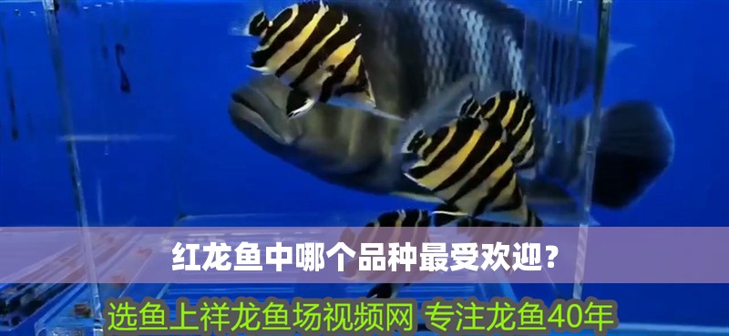 紅龍魚(yú)中哪個(gè)品種最受歡迎？