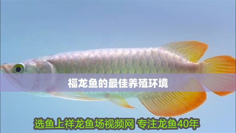 福龍魚的最佳養殖環境 福龍魚的最佳養殖環境 龍魚百科