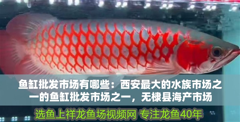 魚缸批發市場有哪些：西安最大的水族市場之一的魚缸批發市場之一，無棣縣海產市場