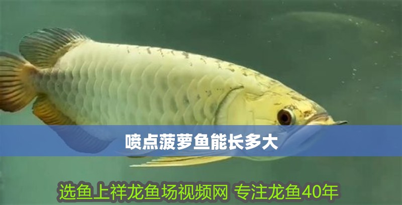噴點菠蘿魚能長多大