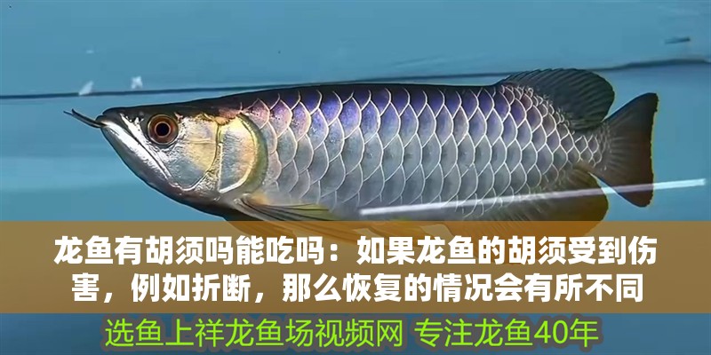 龍魚有胡須嗎能吃嗎：如果龍魚的胡須受到傷害，例如折斷，那么恢復(fù)的情況會有所不同