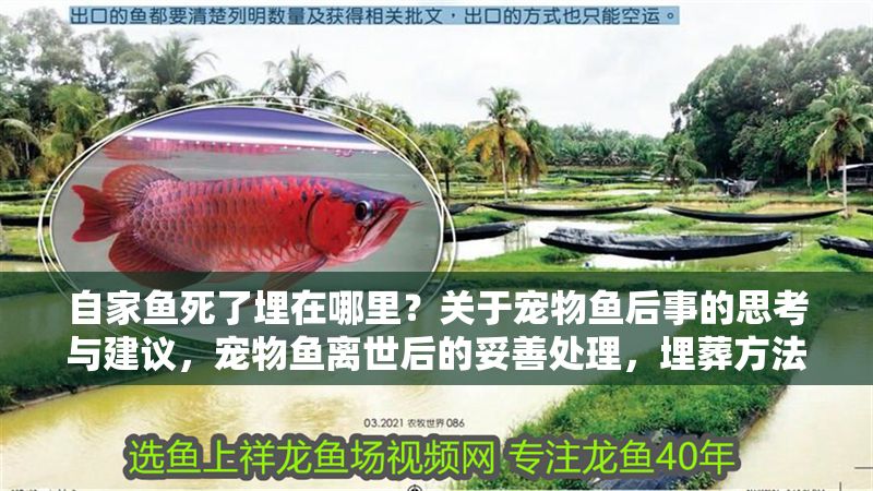 自家魚死了埋在哪里？關于寵物魚后事的思考與建議，寵物魚離世后的妥善處理，埋葬方法與注意事項