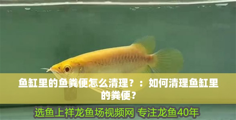 魚缸里的魚糞便怎么清理？：如何清理魚缸里的糞便？
