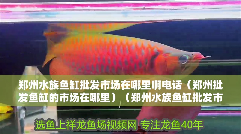 鄭州水族魚(yú)缸批發(fā)市場(chǎng)在哪里啊電話（鄭州批發(fā)魚(yú)缸的市場(chǎng)在哪里）（鄭州水族魚(yú)缸批發(fā)市場(chǎng)）