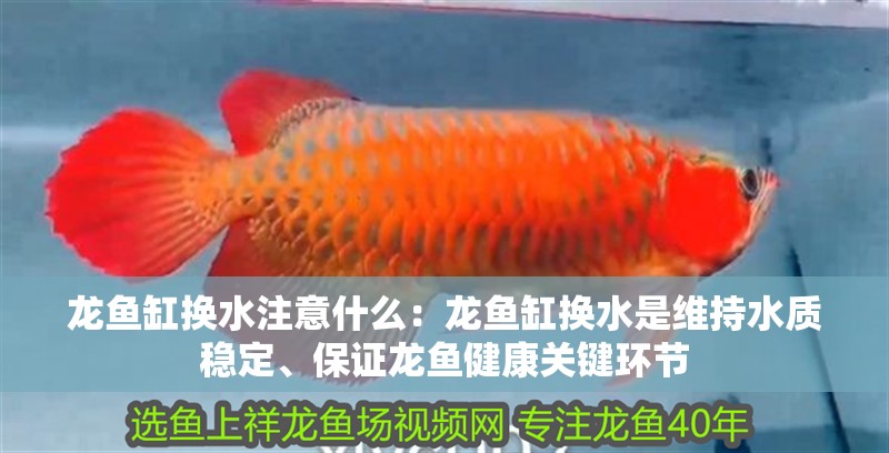 龍魚缸換水注意什么：龍魚缸換水是維持水質(zhì)穩(wěn)定、保證龍魚健康關(guān)鍵環(huán)節(jié)