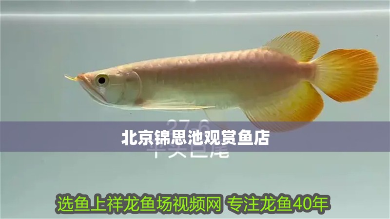 <strong><mark>北京</mark></strong>錦思池觀賞魚店
