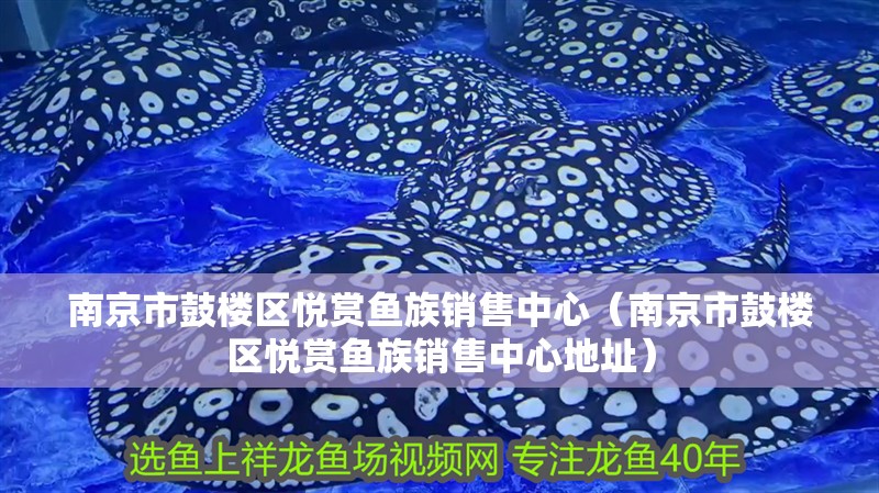 南京市鼓樓區(qū)悅賞魚族銷售中心（南京市鼓樓區(qū)悅賞魚族銷售中心地址） 南京市鼓樓區(qū)悅賞魚族銷售中心（南京市鼓樓區(qū)悅賞魚族銷售中心地址） 全國水族館企業(yè)名錄