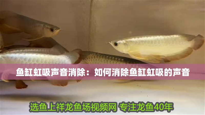 魚缸虹吸聲音消除：如何消除魚缸虹吸的聲音