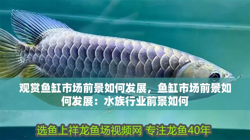 觀賞魚缸市場前景如何發展，魚缸市場前景如何發展：水族行業前景如何