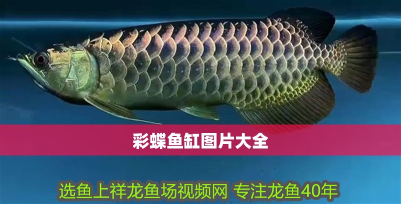 彩蝶魚缸圖片大全