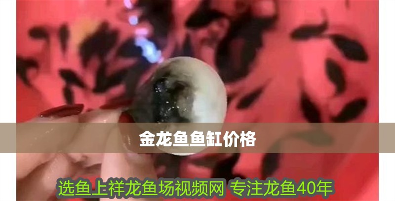 金龍魚魚缸價格