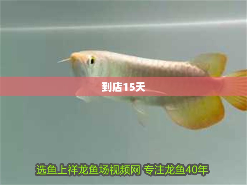 到店15天