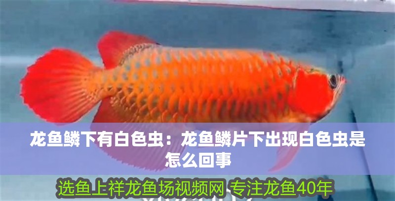 龍魚鱗下有白色蟲：龍魚鱗片下出現白色蟲是怎么回事 龍魚鱗下有白色蟲：龍魚鱗片下出現白色蟲是怎么回事 龍魚百科
