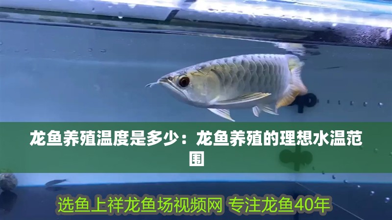 龍魚養(yǎng)殖溫度是多少：龍魚養(yǎng)殖的理想水溫范圍