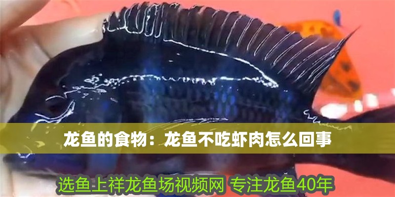 龍魚的食物：龍魚不吃蝦肉怎么回事