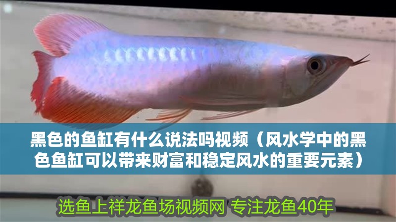 黑色的魚缸有什么說法嗎視頻（風水學中的黑色魚缸可以帶來財富和穩定風水的重要元素）