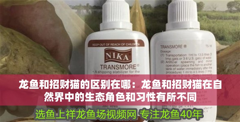 龍魚和招財貓的區(qū)別在哪：龍魚和招財貓在自然界中的生態(tài)角色和習(xí)性有所不同