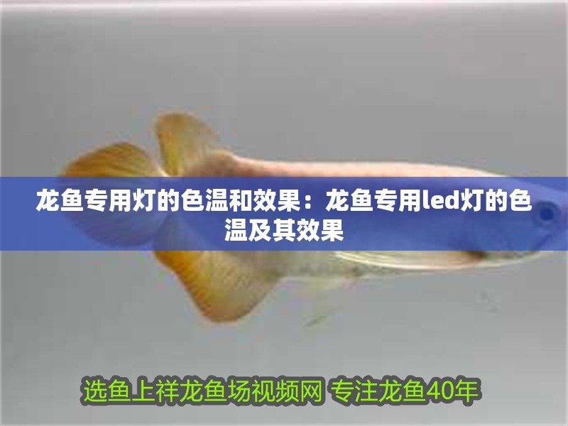 龍魚專用燈的色溫和效果：龍魚專用led燈的色溫及其效果