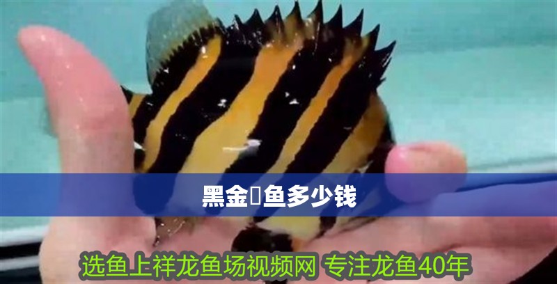 魚缸用增氧泵價格是多少:魚缸增氧機-xtrac增氧機-xtrac增氧機 黑金魟魚多少錢 龍魚論壇 黑金魟魚多少錢 黑金魟魚多少錢 龍魚論壇