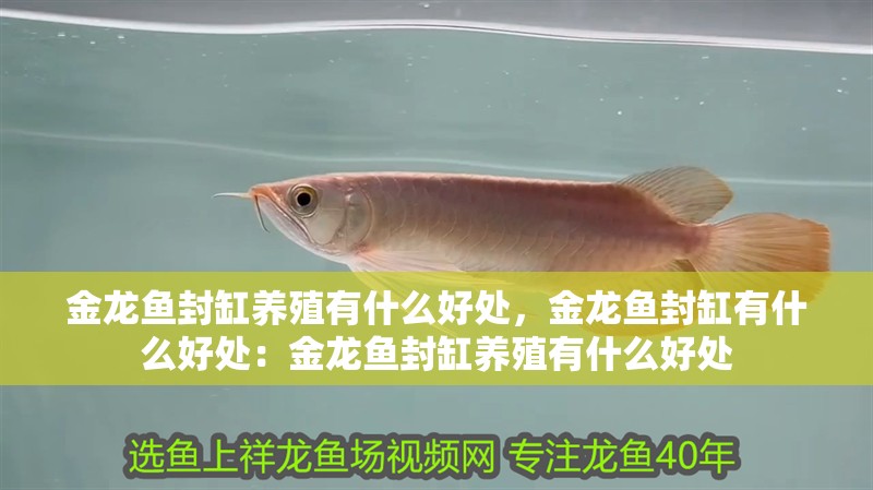 金龍魚封缸養殖有什么好處，金龍魚封缸有什么好處：金龍魚封缸養殖有什么好處
