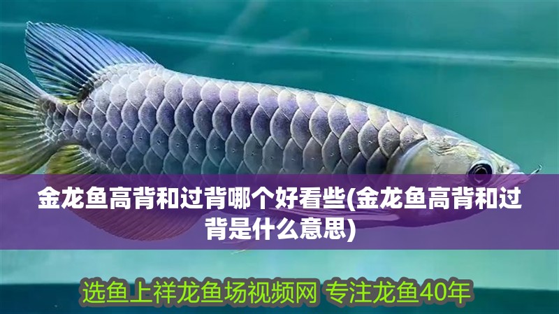 金龍魚高背和過背哪個好看些(金龍魚高背和過背是什么意思)