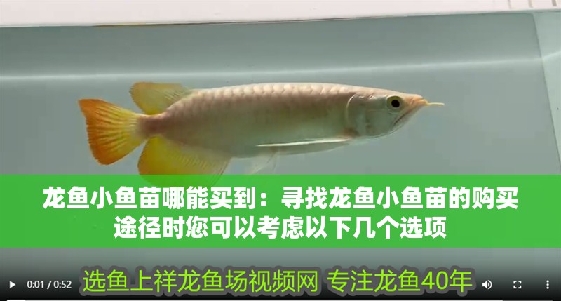 龍魚小魚苗哪能買到：尋找龍魚小魚苗的購買途徑時您可以考慮以下幾個選項 龍魚小魚苗哪能買到：尋找龍魚小魚苗的購買途徑時您可以考慮以下幾個選項 龍魚百科