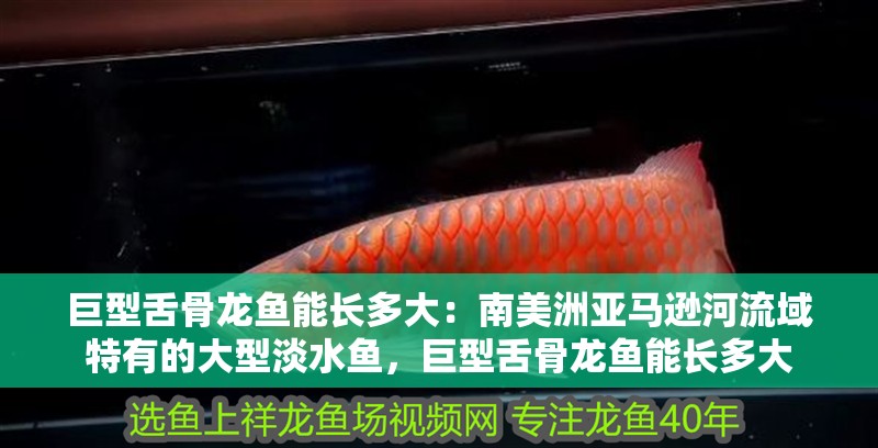 巨型舌骨龍魚能長多大：南美洲亞馬遜河流域特有的大型淡水魚，巨型舌骨龍魚能長多大